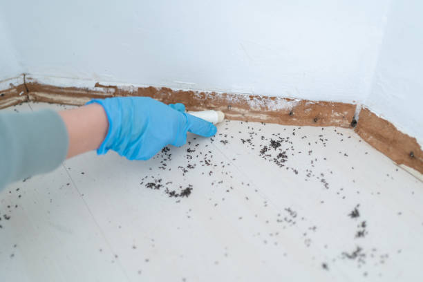 Insect Control in Glenwood, IL